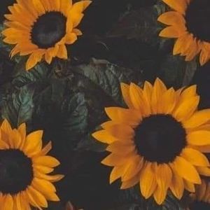 Meet your Posher, Shantell